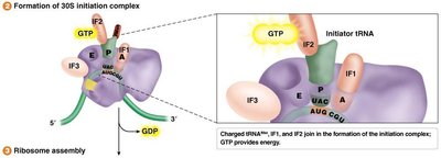 Formation of 30S initiation complex in prokaryotes