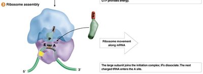 Ribosome assembly in prokaryotes