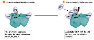 Formation of preinitiation and initiation complexes in eukaryotes