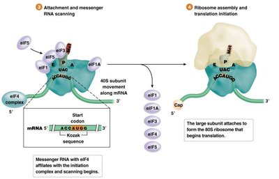 Attachment and scanning of mRNA in eukaryotic initiation