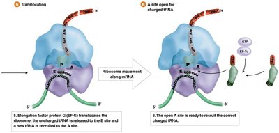 Translocation and A site opening during elongation