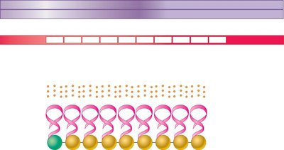 Central dogma and flow of genetic information from DNA to protein