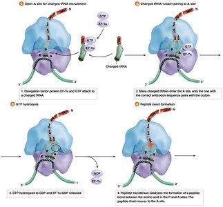 Steps of elongation: tRNA recruitment, codon pairing, GTP hydrolysis, peptide bond formation