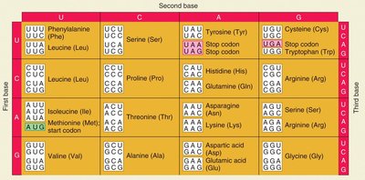 Genetic code table showing codons and corresponding amino acids