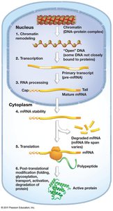 Overview of gene expression regulation in eukaryotes