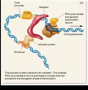 Mediator complex in transcription activation