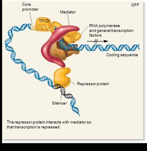 Mediator complex in transcription repression