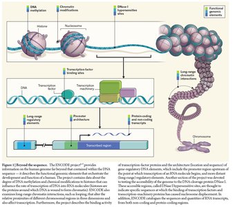 Alternative splicing of exons