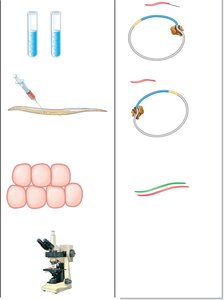 Experimental procedure for RNAi in C. elegans