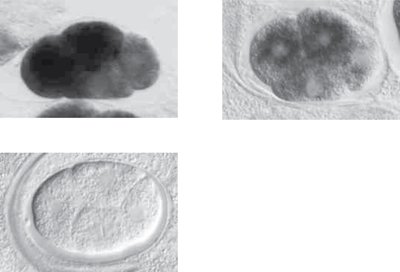 Experimental data showing RNAi effects in C. elegans