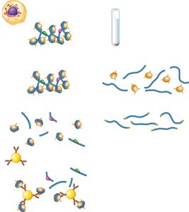 ChIP-Seq procedure for analyzing chromatin structure
