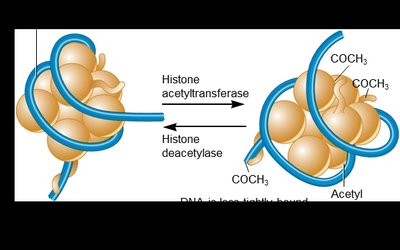Histone acetylation and deacetylation