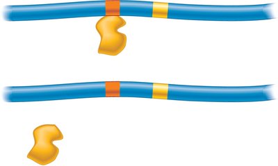 Methylation blocks activator binding to enhancer