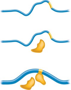 Methyl-CpG-binding protein recruits chromatin modifiers