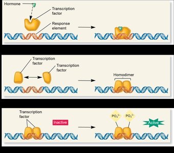 Transcription factor regulation by hormones and dimerization