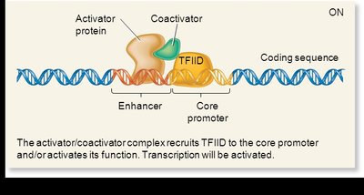 Activator protein and coactivator at enhancer