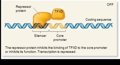 Repressor protein at silencer