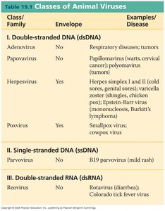 Electron micrograph of viral DNA released from a capsid
