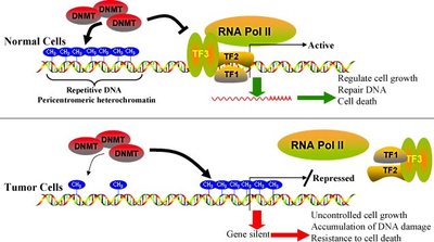 Diagram of histone modifications and gene expression in normal vs tumor cells