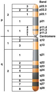 Diagram of chromosome banding patterns