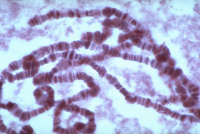 Polytene chromosome with banding pattern