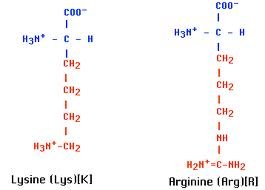 Structures of lysine and arginine