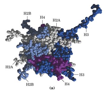 Histone octamer structure