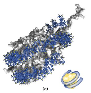 Nucleosome with DNA wrapped around histone core
