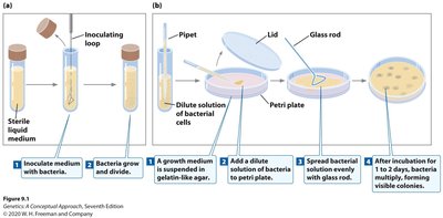 Bacterial colony formation on solid and liquid media