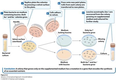 Replica plating to identify auxotrophic mutants
