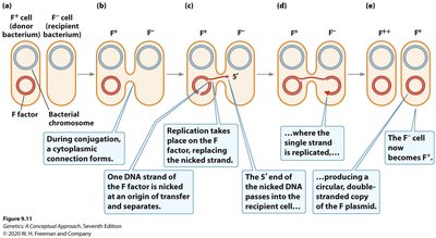 Mechanism of F factor transfer during conjugation