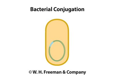 Interrupted conjugation for gene mapping