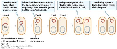 Formation of partial diploids (merozygotes) via F' plasmid transfer