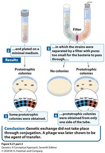 Transduction experiment showing gene transfer without cell contact