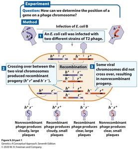 Phage gene mapping experiment