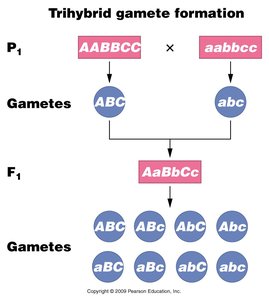 Trihybrid cross gamete formation diagram