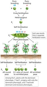Determination of the genotype of F2 plants by the production of F3 progeny
