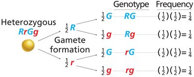 Forked-line diagram for gamete genotype prediction