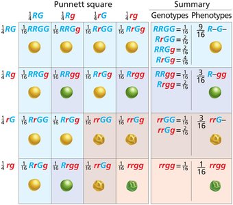 Independent assortment of alleles of two genes