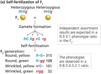 Phenotype proportions in the progeny of a dihybrid cross