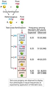 Mendel’s test cross to verify independent assortment