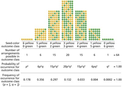 Binomial-probability calculation of seed-color phenotype in six-seeded pods