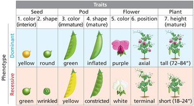 Seven dichotomous traits of Pisum sativum studied by Mendel