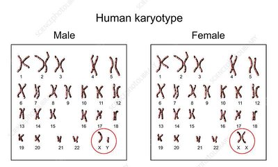 Human karyotype comparison male and female