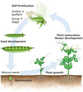 Life cycle of Pisum sativum