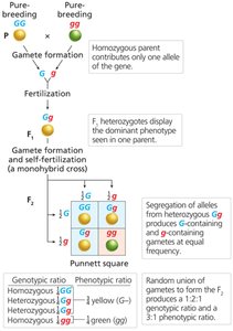 Segregation of alleles for seed color