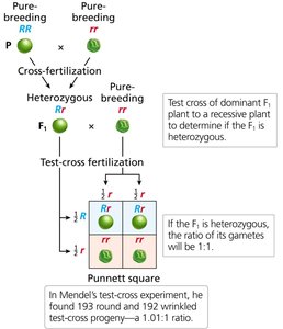 Test-cross analysis of F1 plants