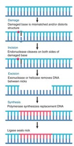 DNA ligase action in NER