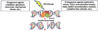 Base excision repair steps