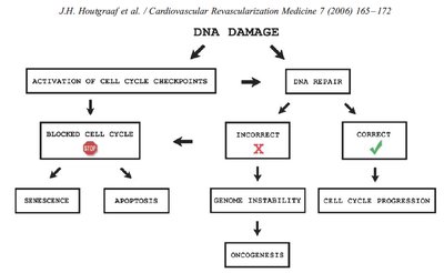 Flowchart of DNA damage consequences
